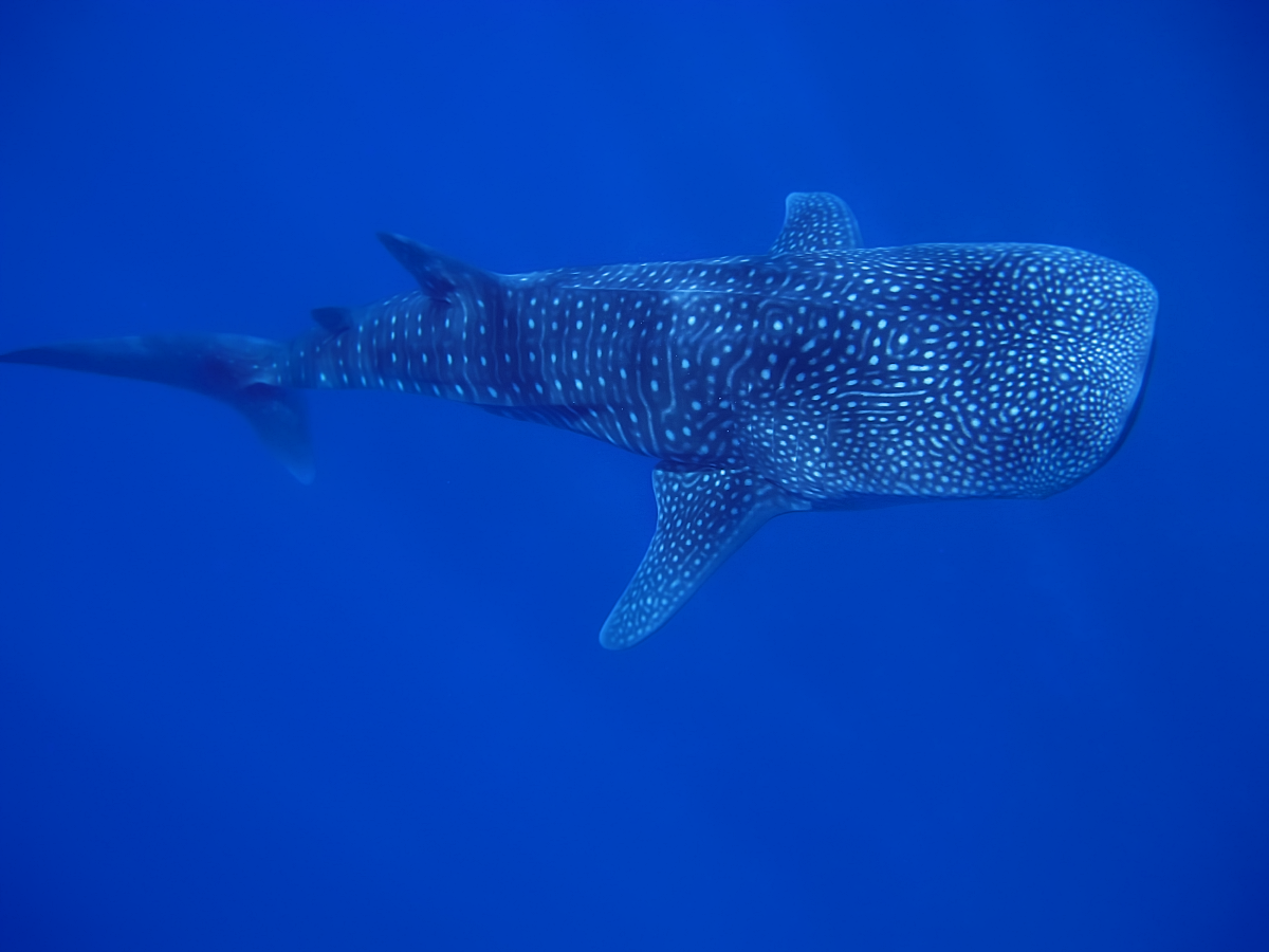 Shop-Thistlegormtouren Zweitagesfahrt Thistlegorm