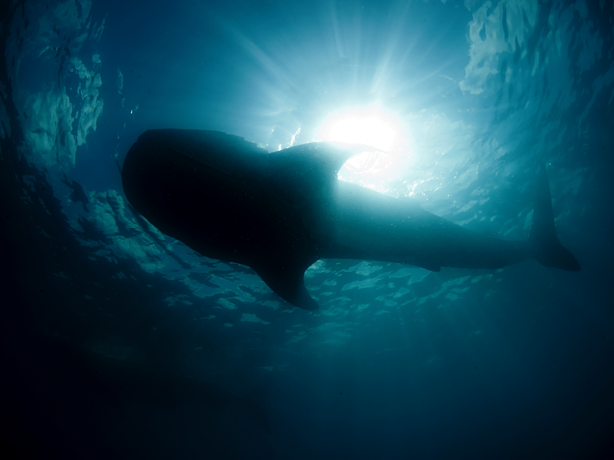 Shop-Safagtouren Zweitagesfahrt Panorama - Kafan